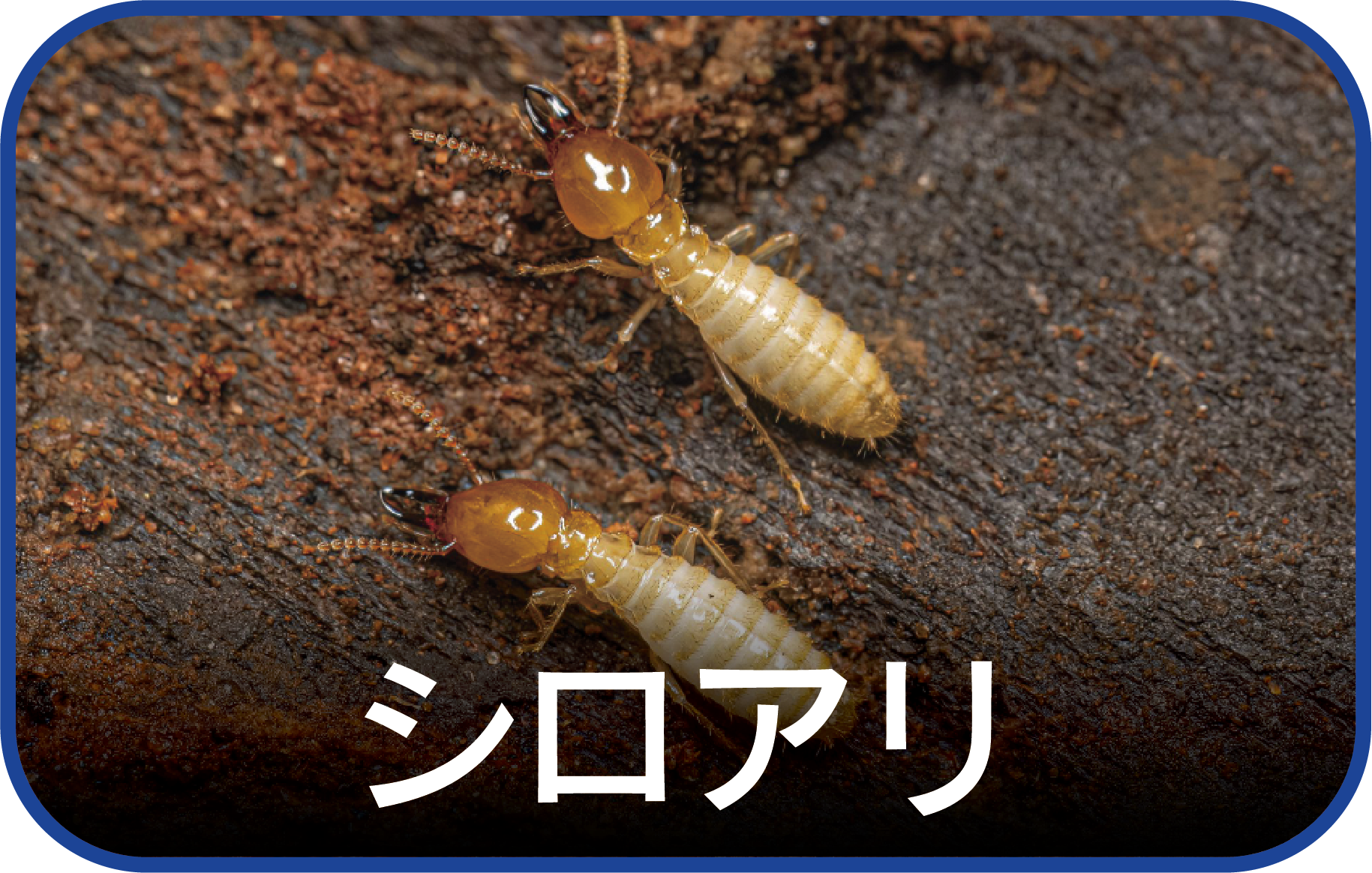シロアリ